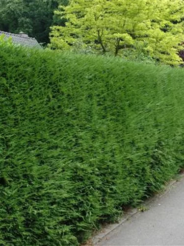 Heckenpflanzen