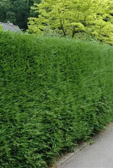 Heckenpflanzen