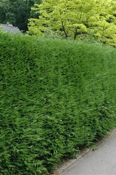 Heckenpflanzen
