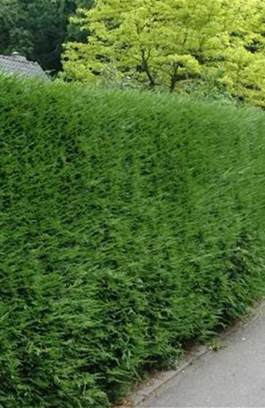 Heckenpflanzen