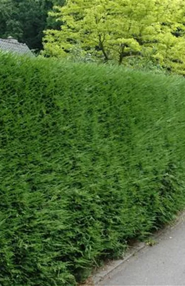 Heckenpflanzen