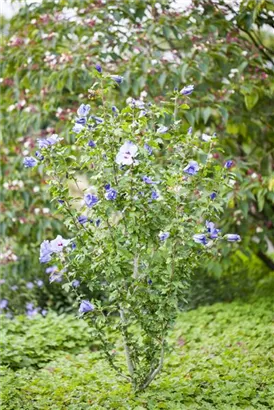 Garteneibisch 'Blue Bird' - Hibiscus 'Blue Bird'