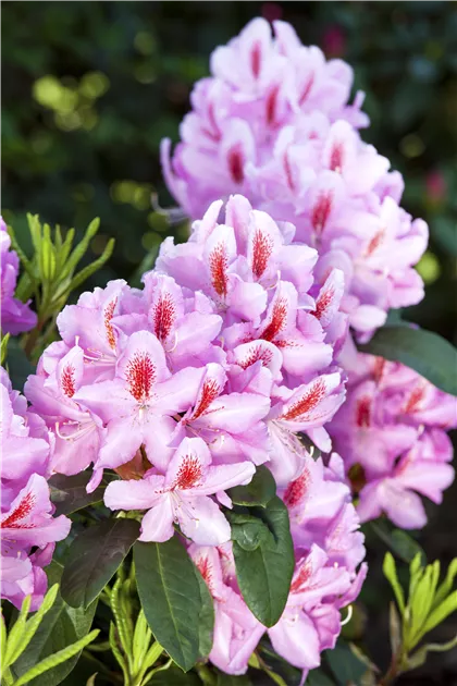 Rhododendron Hybr.'Furnivall's Daughter' III, Rhododendron-Hybride  'Furnivall's Daughter' - Semper Verde Pflanzenzentrum Ullmer GbR
