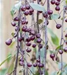 Zierapfel 'Royal Beauty' - Malus 'Royal Beauty' CAC - Baum