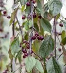 Zierapfel 'Royal Beauty' - Malus 'Royal Beauty' CAC - Baum