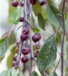 Zierapfel 'Royal Beauty' - Malus 'Royal Beauty' CAC - Baum