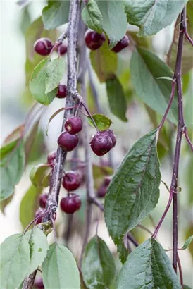 Zierapfel 'Royal Beauty' - Malus 'Royal Beauty' CAC - Baum