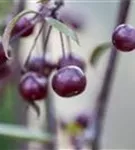 Zierapfel 'Royal Beauty' - Malus 'Royal Beauty' CAC - Baum