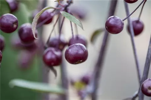 Zierapfel 'Royal Beauty' - Malus 'Royal Beauty' CAC - Baum