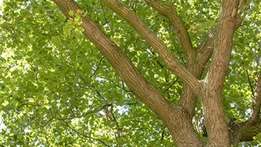 Baum