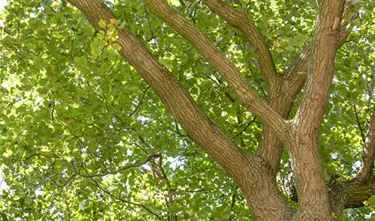 Baum