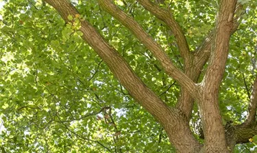 Baum