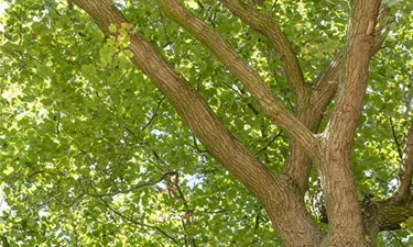Baum
