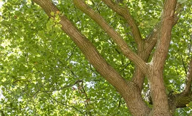 Baum