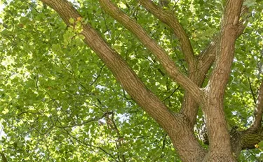 Baum