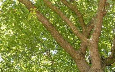 Baum