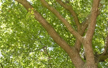 Baum
