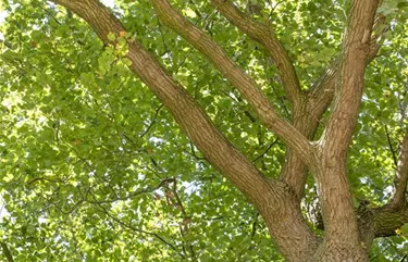 Baum