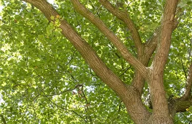 Baum