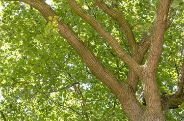 Baum