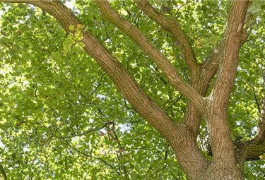 Baum