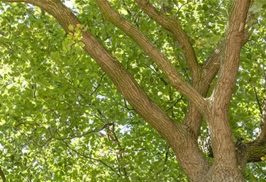 Baum