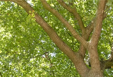 Baum