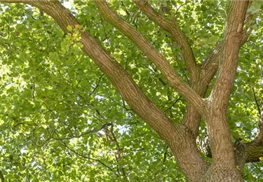 Baum