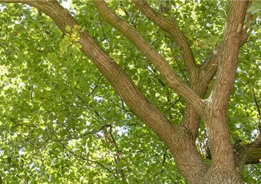 Baum