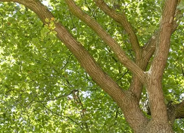 Baum
