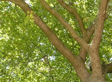 Baum