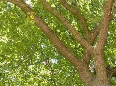 Baum