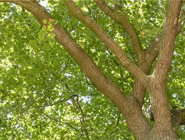 Baum