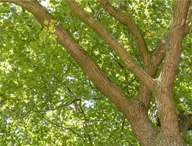 Baum