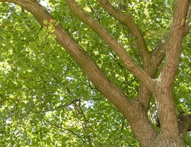 Baum