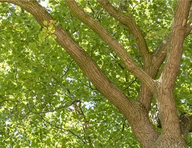 Baum