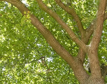 Baum