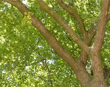 Baum