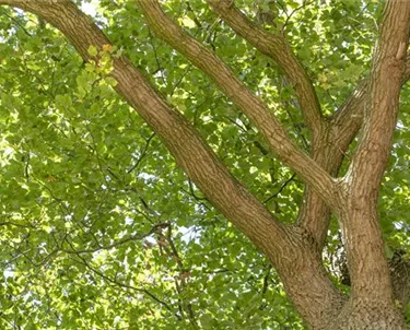 Baum