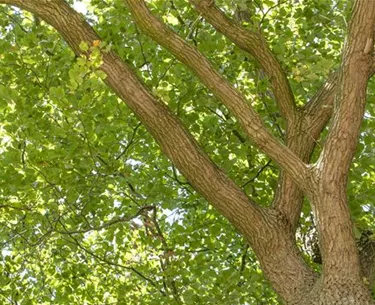 Baum