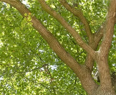 Baum