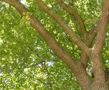 Baum