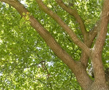 Baum