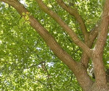 Baum