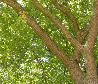 Baum