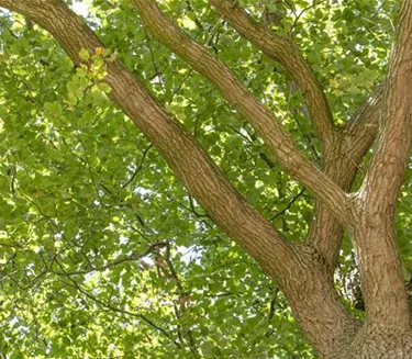 Baum