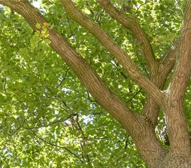 Baum