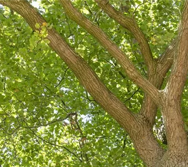 Baum