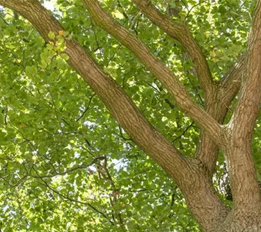 Baum