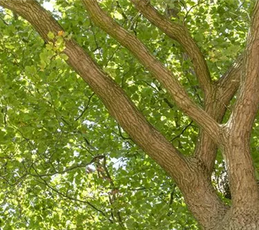 Baum